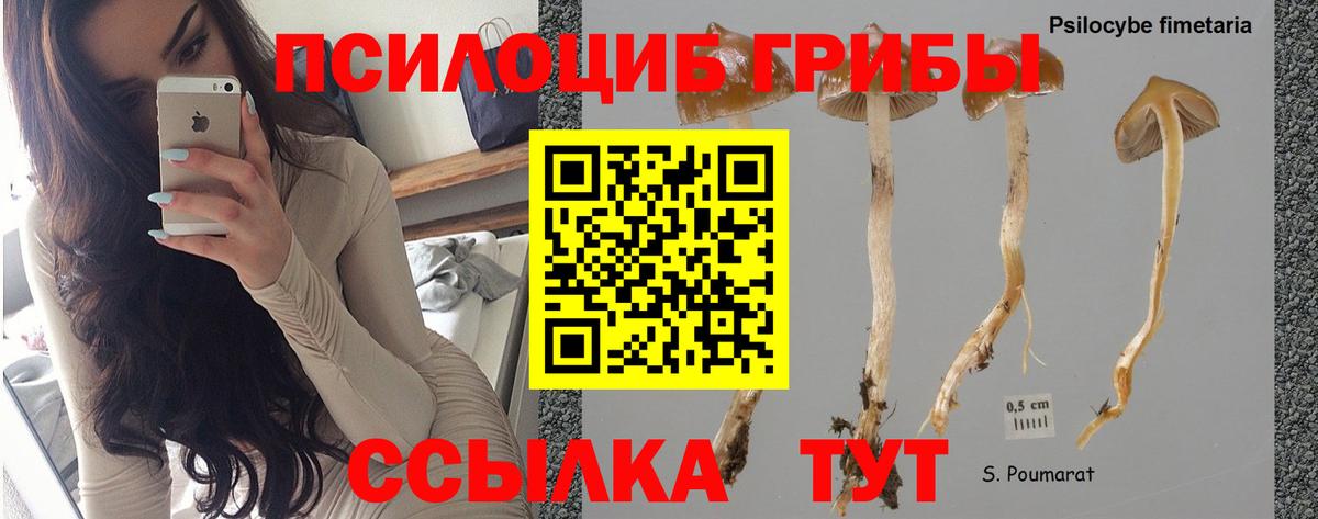 Псилоцибиновые грибы прущие грибы Орёл